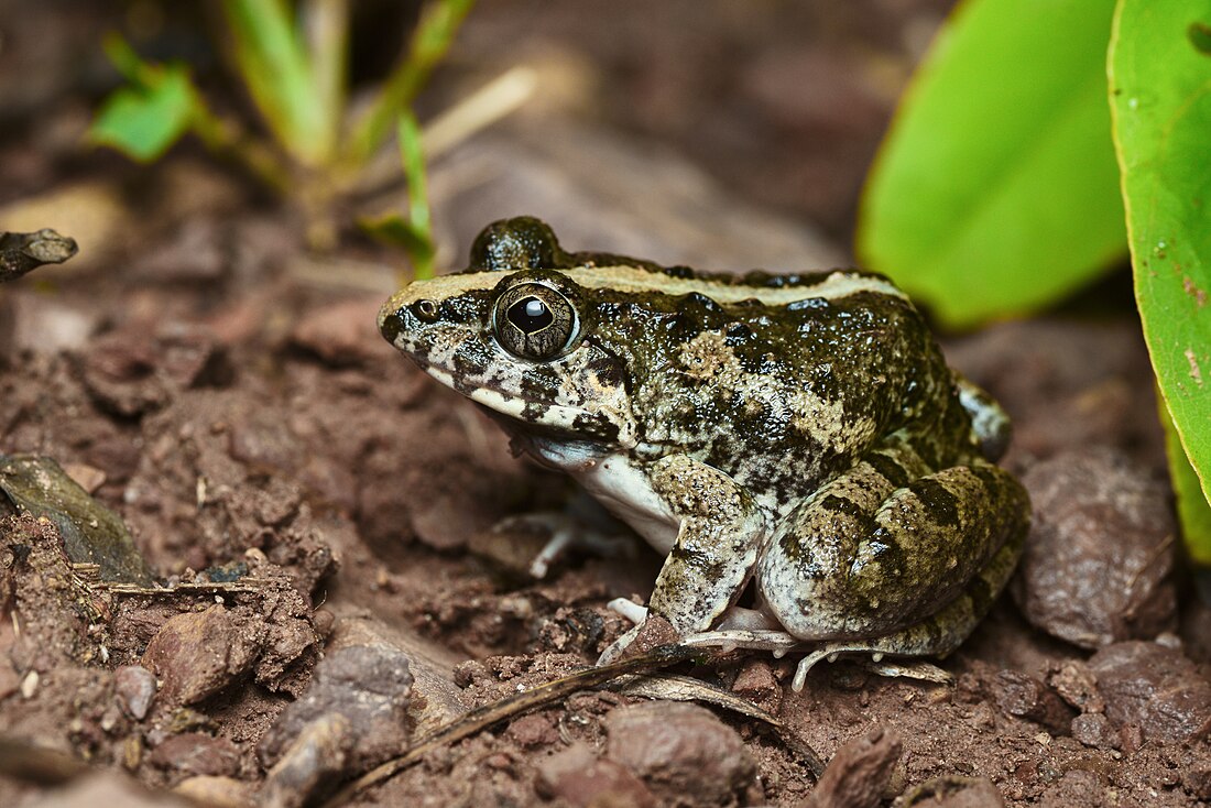 Dicroglossidae