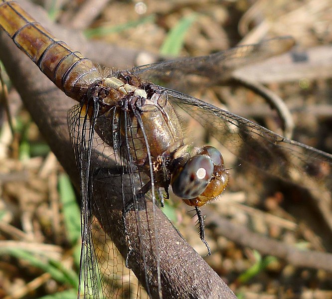 File:Female. Orthetrum pruinosum. - Flickr - gailhampshire.jpg