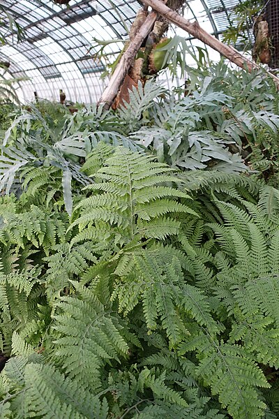 File:Fern Greenhouse @ Jardin des Serres d'Auteuil @ Paris 16 (32741074390).jpg