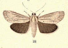 Drawing of I. arotis by George Hudson in New Zealand Moths and Butterflies (1898) Fig 18 Plate IV New Zealand Moths and Butterflies (1898) (cropped).jpg