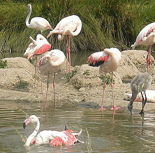 Greater Flamingo which visits in large flocks of over 1000 individuals, from Rann of Kutch of India