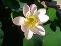 Fleur de lotus.jpg