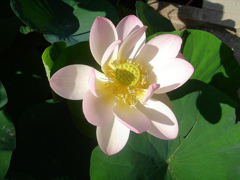 File:Fleur de lotus.jpg