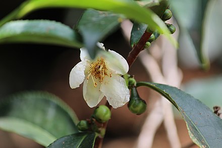 Flower of tea plant
