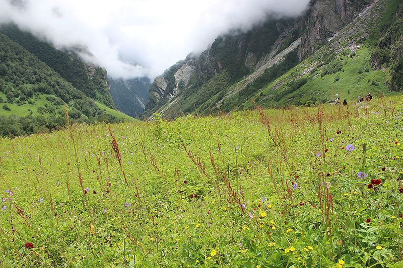 File:Flowers in bloom in heaven on earth.jpg