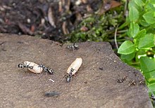 Formica lemani (құмырсқалар on Ilkley Moor) - geograph.org.uk - 874522.jpg