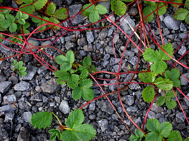 File:Fragaria virginiana 15-p.bot-fraga.virgin-27.jpg