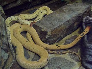 <i>Spalerosophis atriceps</i> Species of snake