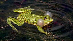 Frog (Pelophylax kl. esculentus) (33493602104)