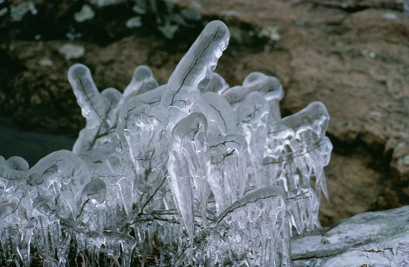 File:Frozen plants scenic.jpg