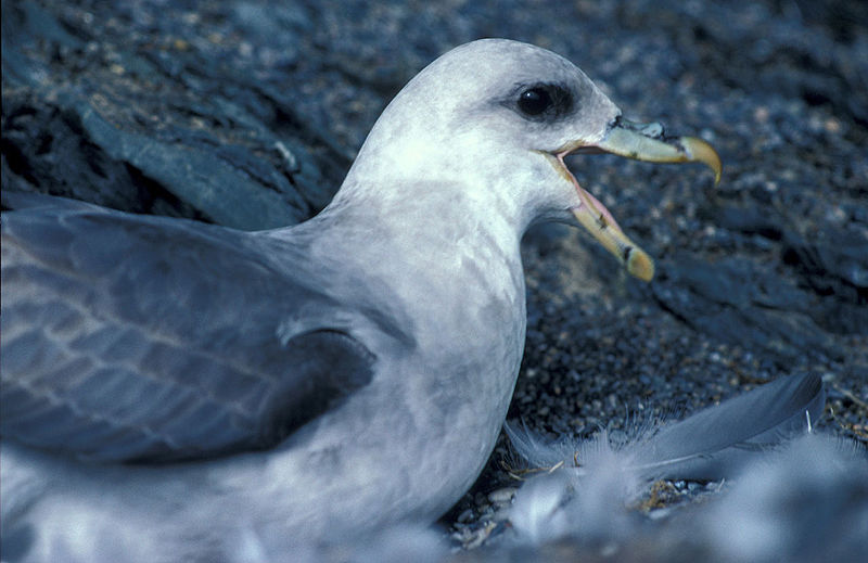 File:Fulmarus glacialis 1 9.jpg