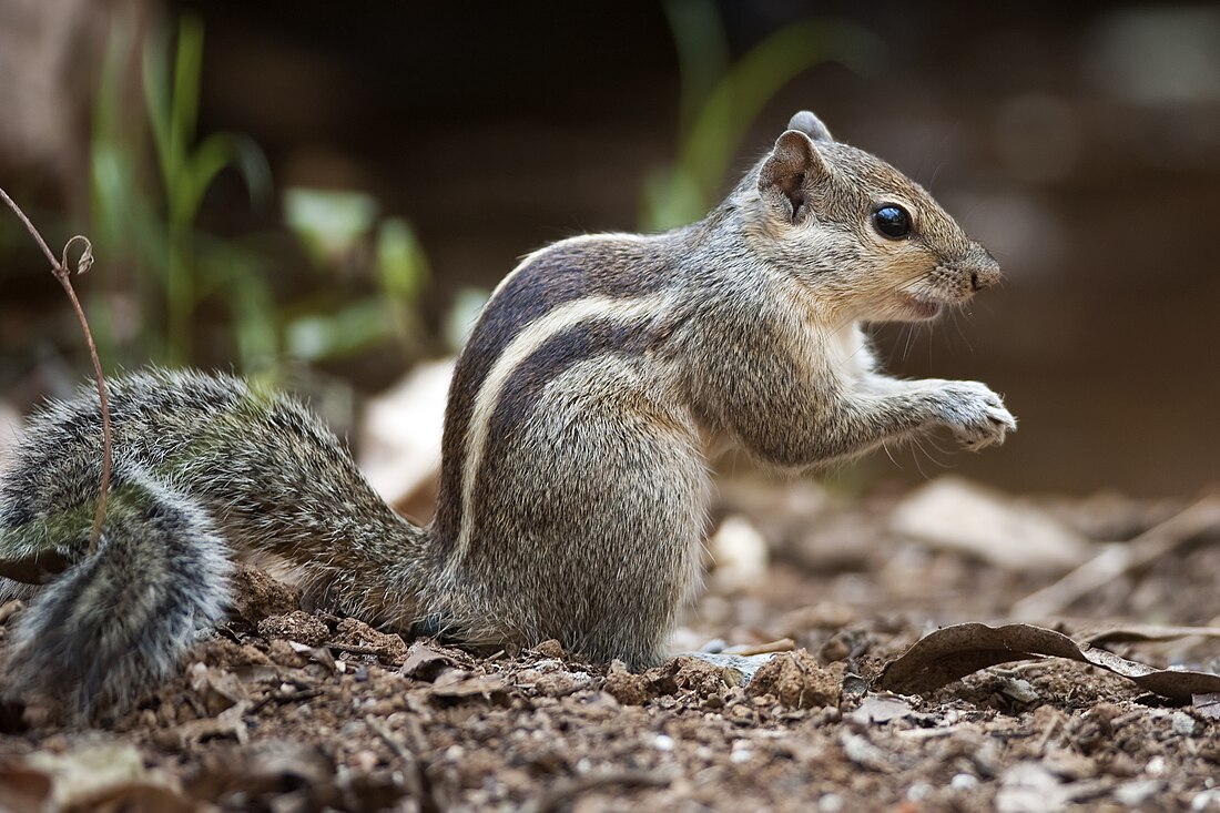 Indian palm squirrel