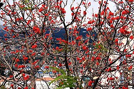 Фуншал - Erythrina abyssinica (Коралленбаум) IMG 2097.JPG