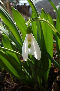 <i>Galanthus elwesii</i> Species of flowering plant in the family Amaryllidaceae