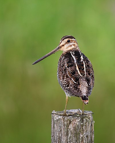 Бекас Вильсона, или американский бекас (Gallinago delicata)