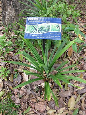 Pandanus Amaryllifolius: Occurrence et habitat, Caractéristiques botaniques, Utilisation culinaire