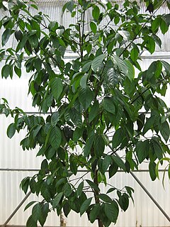 <i>Garcinia hanburyi</i> Species of flowering plant