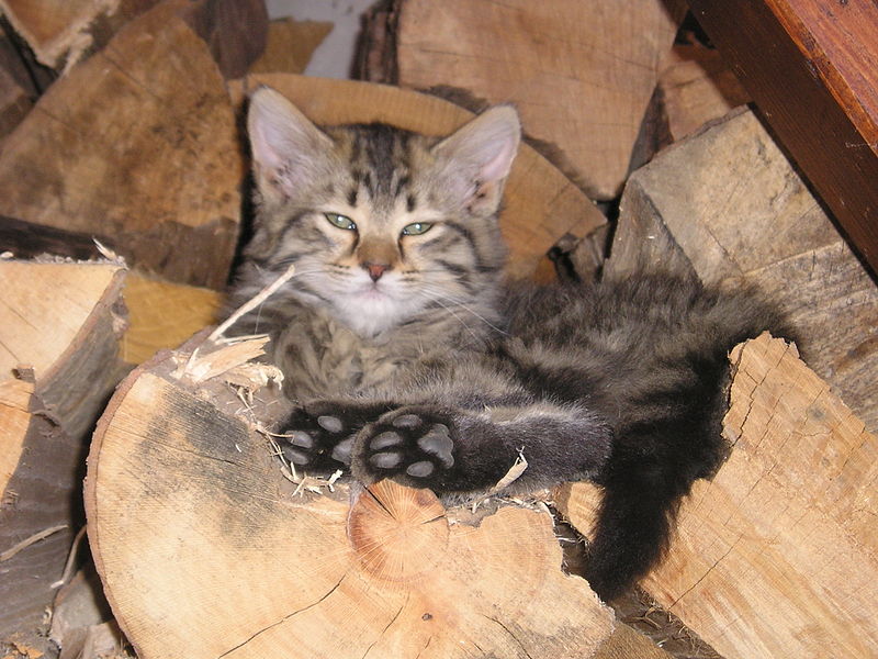 File:Gatto a pelo lungo.JPG