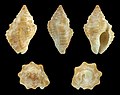 * Nomination Shell of a PIsaniid, Gemophos auritulus --Llez 05:37, 15 July 2019 (UTC) * Promotion  Support Good quality.--Famberhorst 05:46, 15 July 2019 (UTC)