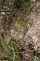 Français : Geranium colombinum Fluy (Somme), France