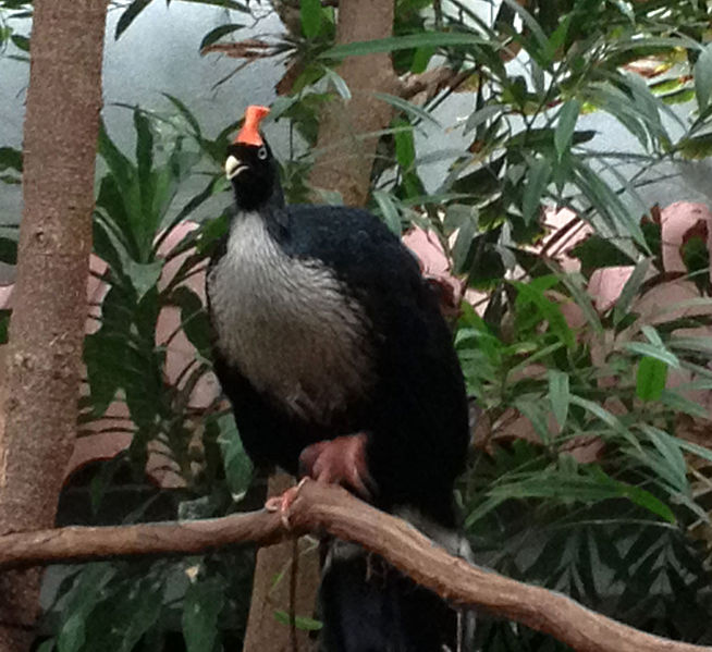 File:Gfp-horned-guan.jpg