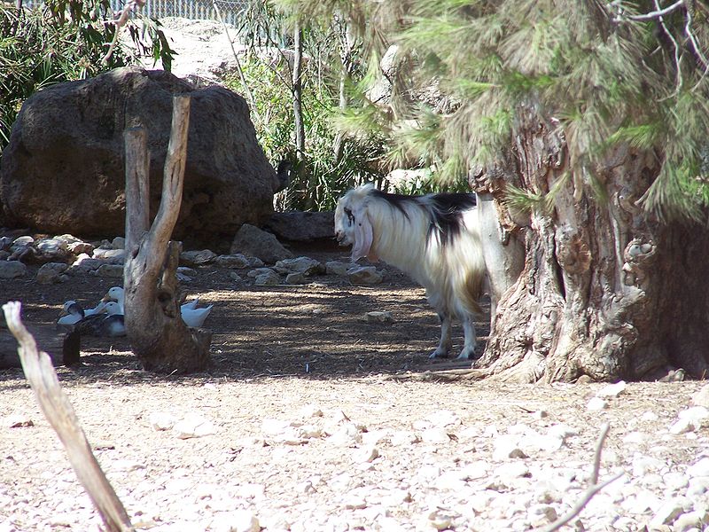 File:Ghi, pettingzoo (furry goat of some sort).jpg