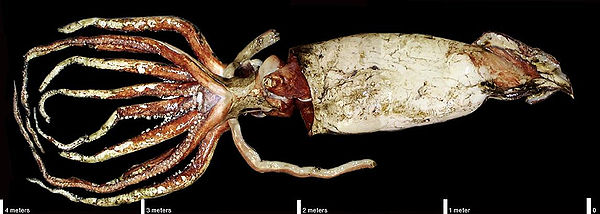 A giant squid specimen measuring over 4 m (13 ft) without its two long feeding tentacles