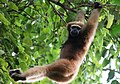 Gibbons können mit den Armen gut klettern.