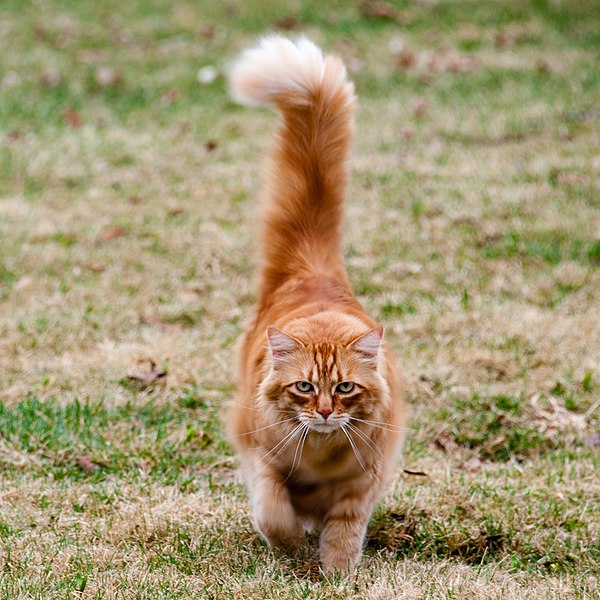 File:Gillie coming in for breakfast (2012 photo; cropped 2022).jpg