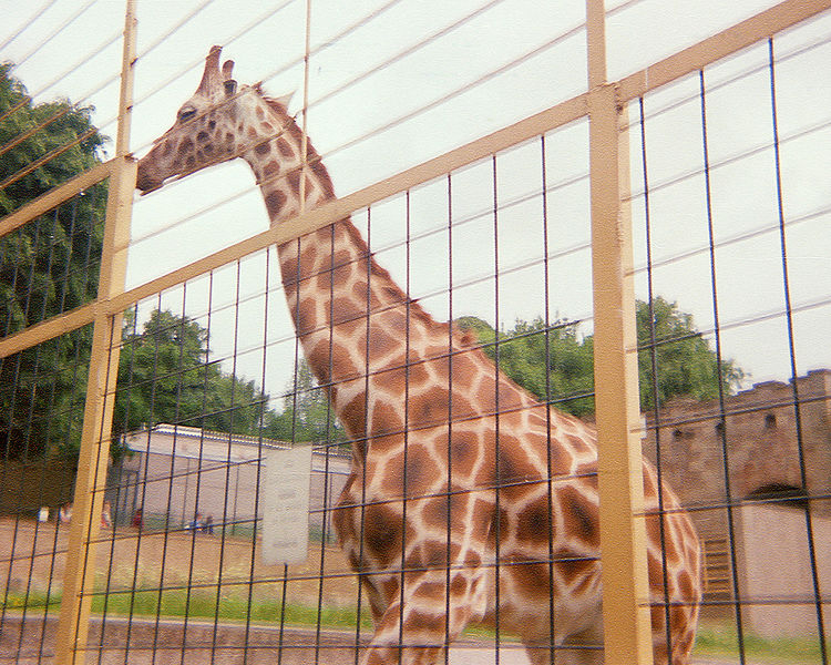 File:Giraffe Enclosure at Edinburgh Zoo 1984.jpg