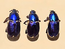 Glaphyridae - Glaphyrus maurus.JPG 