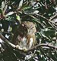 Chuncho (Glaucidium nanum)