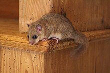 Glis glis Haut-Doubs.jpg