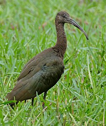 Glossy ibis1.jpg