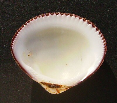 Internal view of the small dog cockle Glycymeris modesta (inside).JPG