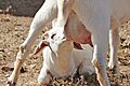Goat kid feeding on mothers milk.jpg