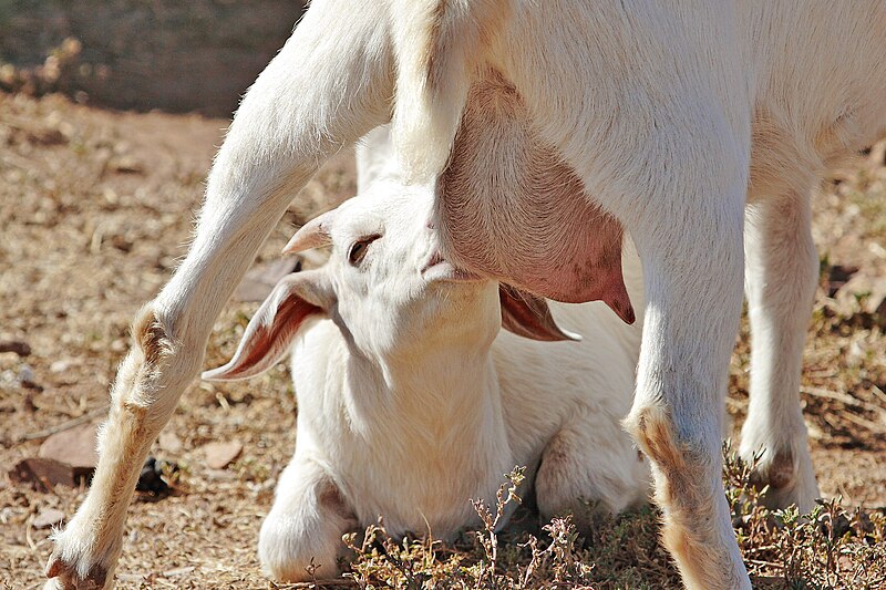 File:Goat kid feeding on mothers milk.jpg