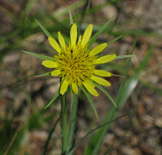 <i>Tragopogon dubius</i> species of plant