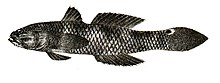 Gobius polinemasi Ford 61.jpg