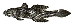 <i>Parachaeturichthys</i> genus of fishes