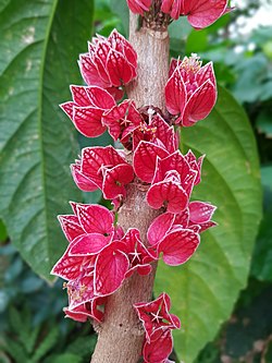 Goethea strictiflora 2.jpg