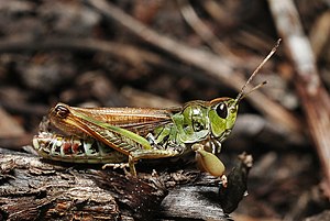 Siberian mace insect (Gomphocerus sibiricus), male