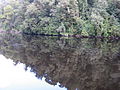 Gordon River near its mouth into Macquarie Harbour. The water is stained by tannin absorbed from button grass in the catchment, leading to a dark surface which reflects the surrounding forest.