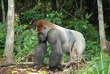 Western lowland gorilla Gorilla gorilla04.jpg