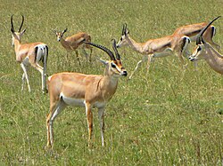 Grant's Gazelles, Serengeti.jpg