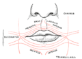 Esquema mostrando a disposição das fibras do músculo orbicular da boca