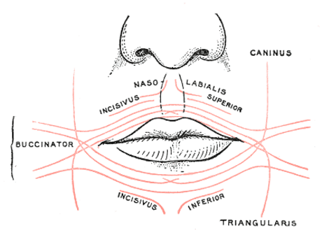 Depressor anguli oris muscle