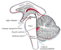 ผังแสดงตำแหน่งของถุงของเหลวใต้เยื่ออะแร็กนอยด์ (subarachnoid cisternæ) หลัก 3 ถุง