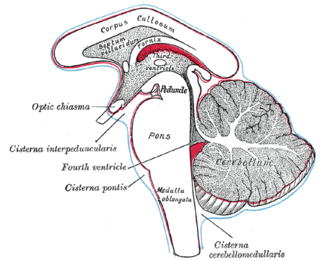 Subarachnoid cisterns Spaces around the brain filled with cerebrospinal fluid
