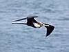 Great Frigatebird RWD2.jpg